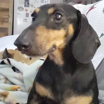 Slinky -  Miniature Dachshund Dog for Adoption in Olathe, Kansas - Slinky | PetCurious