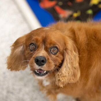 Buzz (JY26-33) -  Cavalier King Charles Spaniel Dog for Adoption in Peyton, Colorado - Buzz (JY26-33) | PetCurious