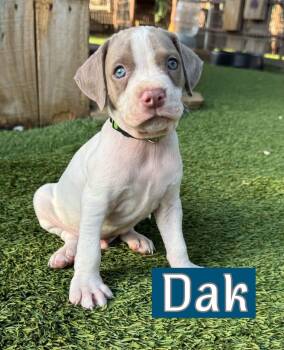 Dak -  Pointer Dog for Adoption in Southlake, Texas - Dak | PetCurious