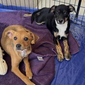 842 (2026) Peach -  Shepherd and Mixed Breed Dog for Adoption in Parker, Colorado - 842 (2026) Peach | PetCurious