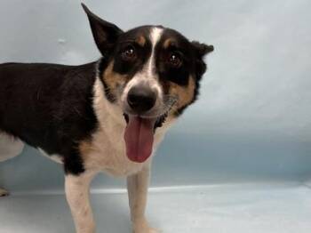 Stella -  Cardigan Welsh Corgi and Parson Russell Terrier Dog for Adoption in Minneapolis, Minnesota - Stella | PetCurious