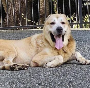 Rescue Pyrenean Shepherd Dogs for Adoption in San Diego, California - Minnie | PetCurious