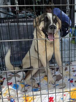 Ernie -  Great Pyrenees Dog for Adoption in Springville, New York - Ernie | PetCurious