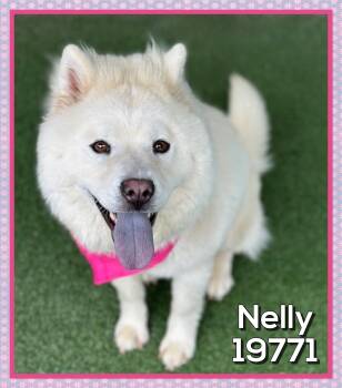 NELLY -  Chow Chow Dog for Adoption in Marietta, Georgia - NELLY | PetCurious