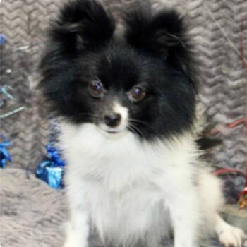 Pomeranian Dogs Available for Adoption in Pittsburg, Kansas - Laney | PetCurious