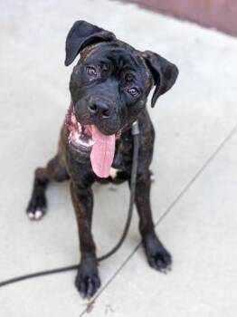 Mixed Breed Dogs Available for Adoption in Chamblee, Georgia - Geroise | PetCurious