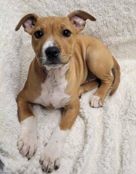 Myra -  Pit Bull Terrier Dog for Adoption in Lisbon, Ohio - Myra | PetCurious