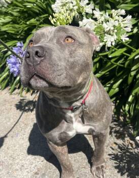 Portobello -  American Staffordshire Terrier Dog for Adoption in Oakland, California - Portobello | PetCurious