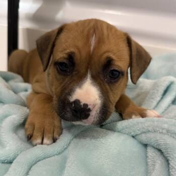 Cassidy -  Hound and Mixed Breed Dog for Adoption in Pinellas Park, Florida - Cassidy | PetCurious
