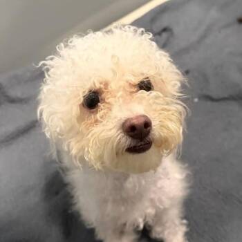 Andrson D11736 -  Miniature Poodle and Maltese Dog for Adoption - Andrson D11736 | PetCurious