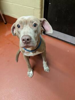 Mixed Breed Dogs Available for Adoption in Douglasville, Georgia - Atreus | PetCurious