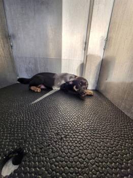 Chihuahua Dogs Available for Adoption - SHAMUS | PetCurious