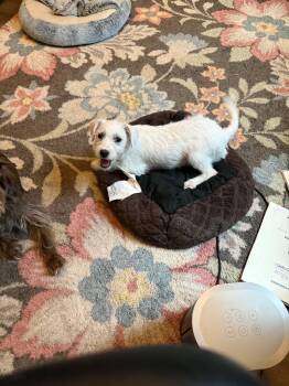 Lucy -  Miniature Schnauzer and West Highland White Terrier Westie Dog for Adoption in Oklahoma City, Oklahoma - Lucy | PetCurious