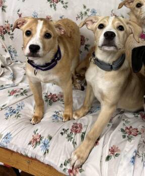 2 Puppies -  Labrador Retriever Dog for Adoption in Howes Cave, New York - 2 Puppies | PetCurious