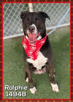 Rescue Black Labrador Retriever Dogs for Adoption in Marietta, Georgia - RALPHIE | PetCurious