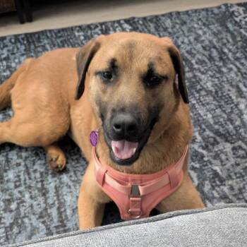 Ello -  Shepherd Dog Available for Adoption in Columbia, South Carolina - Ello | PetCurious