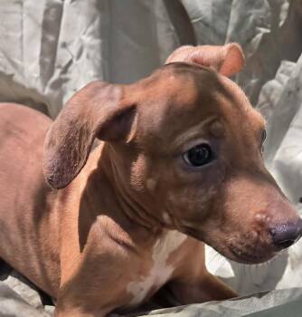 Aric -  Hound Dog for Adoption in Mount Hermon, Louisiana - Aric | PetCurious