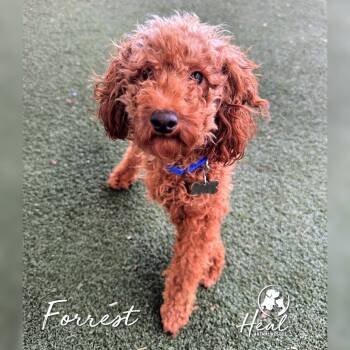 Forrest -  Miniature Poodle Dog for Adoption in Youngwood, Pennsylvania - Forrest | PetCurious