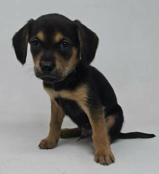 Beagle and Terrier Dogs Available for Adoption - Garrett | PetCurious