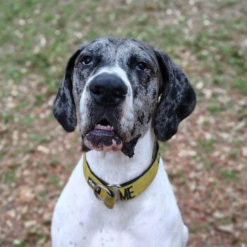 Luna -  Great Dane Dog Available for Adoption in Pensacola, Florida - Luna | PetCurious