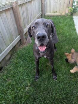 Susie -  Great Dane Dog for Adoption in Columbus, Ohio - Susie | PetCurious