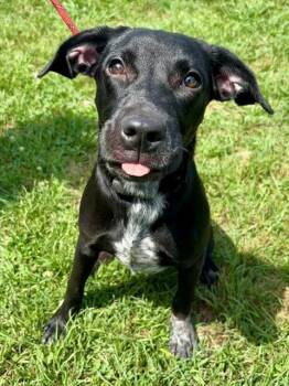 Labrador Retriever and Mixed Breed Dogs Available for Adoption in York, South Carolina - SYDNEY | PetCurious