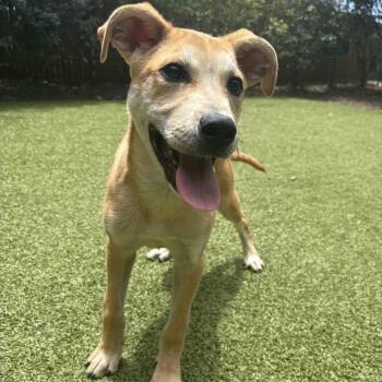 Terrier Dogs Available for Adoption in Hilton Head Island, South Carolina - Oakley | PetCurious