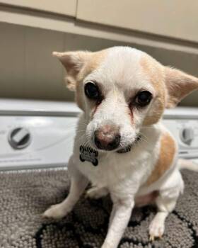 Tippy Toe -  Chihuahua Dog for Adoption in Winchester, Connecticut - Tippy Toe | PetCurious