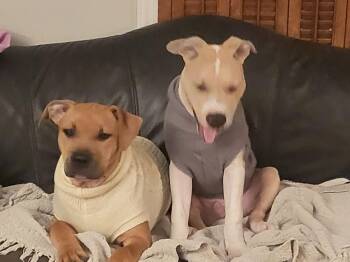 American Staffordshire Terrier Dogs Available for Adoption - Finn | PetCurious