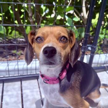 Estrella -  Beagle and Mixed Breed Dog for Adoption in Bradenton, Florida - Estrella | PetCurious