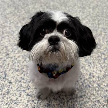 Pancho -  Shih Tzu Dog for Adoption in Golden, Colorado - Pancho | PetCurious