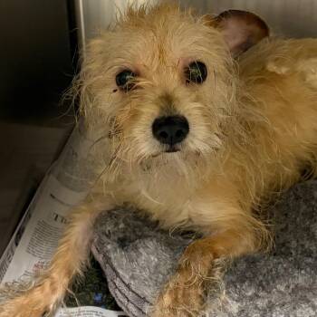 Terrier and Mixed Breed Dogs Available for Adoption in Galveston, Texas - Charles Hamilton | PetCurious