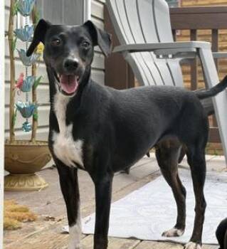 Keylah -  Dachshund Dog for Adoption in Stuarts Draft, Virginia - Keylah | PetCurious
