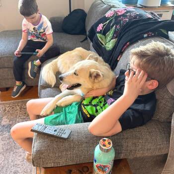 Husky and Great Pyrenees Dogs Available for Adoption in Chicago, Illinois - Flute | PetCurious