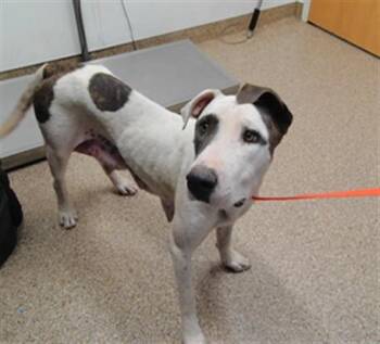 LINDA -  Pit Bull Terrier and Mixed Breed Dog for Adoption in Albuquerque, New Mexico - LINDA | PetCurious