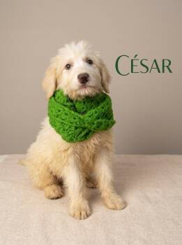 Cesar -  Sheepadoodle Dog for Adoption in Chula Vista, California - Cesar | PetCurious