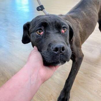 Cane Corso and Mixed Breed Dogs Available for Adoption in Lyndhurst, Virginia - Winnie | PetCurious
