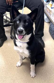Border Collie and Australian Cattle Dog Blue Heeler Dogs Available for Adoption in North Richland Hills, Texas - Fern | PetCurious