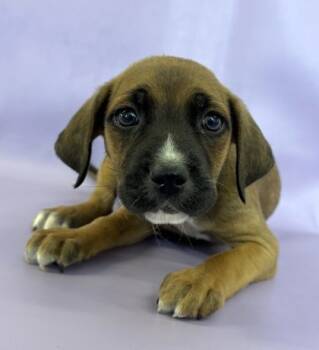 Rescue Boxer and Mixed Breed Dogs for Adoption in Morton Grove, Illinois - Phil | PetCurious