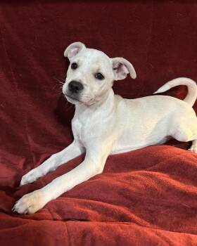 Cairn Terrier Dogs Available for Adoption - Jeremy | PetCurious