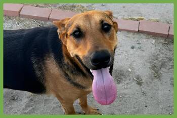 Sammy -  German Shepherd Dog Dog for Adoption in Amherst, Massachusetts - Sammy | PetCurious