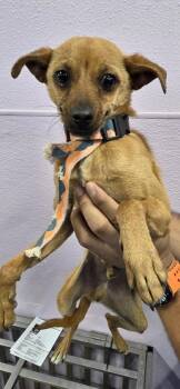 Chihuahua and Mixed Breed Dogs Available for Adoption in El Paso, Texas - 60842373 | PetCurious