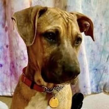 Pluto -  Mixed Breed Dog for Adoption in Chino Valley, Arizona - Pluto | PetCurious