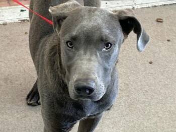 DANIEL -  Pit Bull Terrier Dog for Adoption in San Bernardino, California - DANIEL | PetCurious