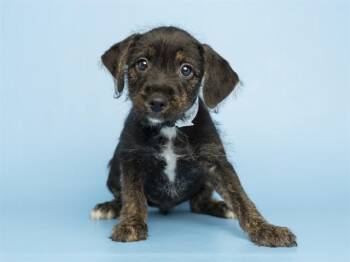 BABY -  Labrador Retriever and Mixed Breed Dog for Adoption in Phoenix, Arizona - BABY | PetCurious