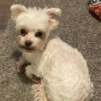 Sky -  Maltese Dog for Adoption in Corvallis, Oregon - Sky | PetCurious