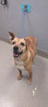 Rescue Labrador Retriever and Mixed Breed Dogs for Adoption in Las Vegas, Nevada - APOLLO | PetCurious