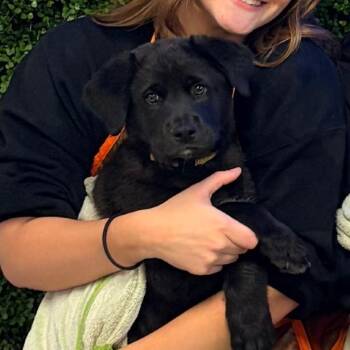 Maverick -  Mixed Breed Dog for Adoption in Spokane, Washington - Maverick | PetCurious