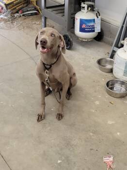 Rescue Weimaraner Dogs for Adoption in Grand Rapids, Michigan - Diesel | PetCurious