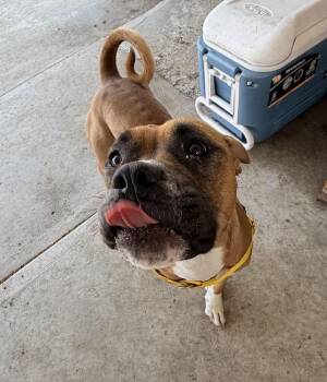 Boxer Dogs Available for Adoption - Delta | PetCurious